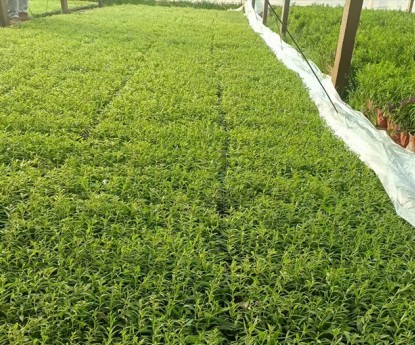 香彩雀（穴盤(pán)苗）